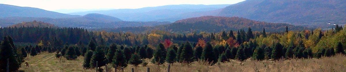 Beloin Tree Farm View