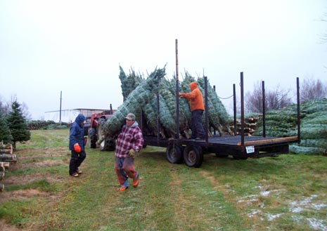 Christmas Tree Shipping