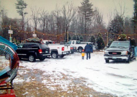 Christmas Tree Sales Lot